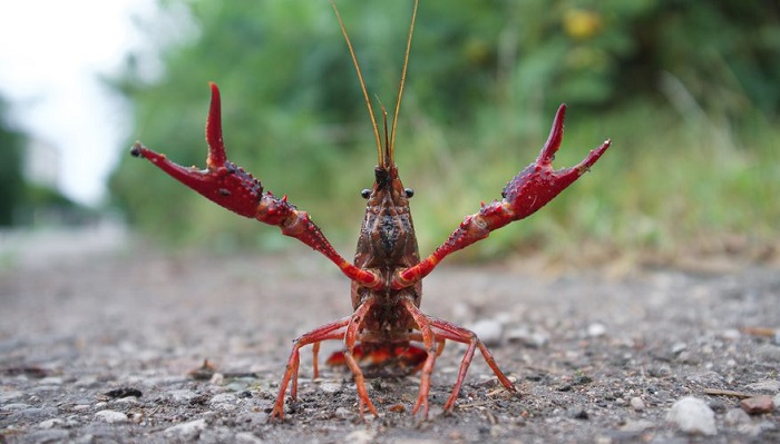 Tôm hùm đất crawfish